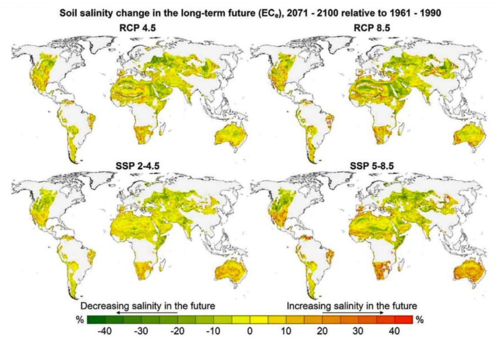 Tendenze alla salinizzazione in diversi scenari di cambiamento climatico. FONTE: Hassani, A., Azapagic, A. & Shokri, N. 2021. Global predictions of primary soil salinization under changing climate in the 21st century. Nature Communications, 12(1): 6663. https://doi.org/10.1038/s41467-021-26907-3