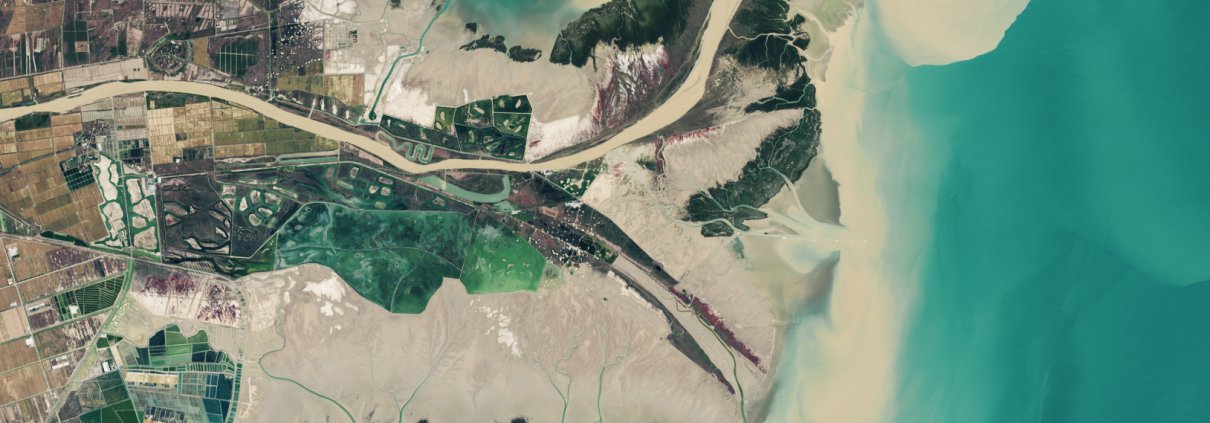 Lo studio si è concentrato sul delta dei Fiume Giallo dove le radici delle piante influenzano positivamente il movimento dell’acqua Foto: NASA Earth Observatory images by Lauren Dauphin, using Landsat data from the U.S. Geological Survey. Public domain