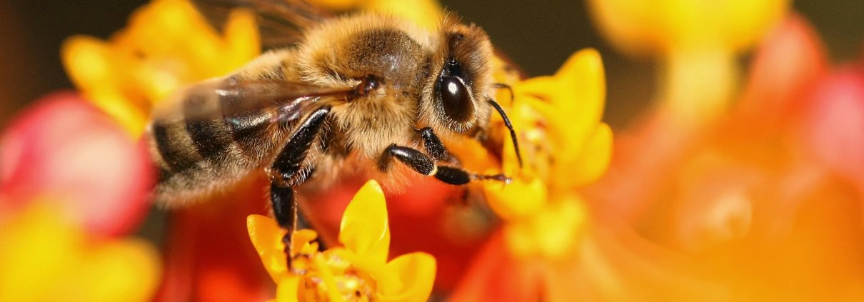 Alcuni microbi del suolo possono aiutare le piante a far crescere fiori più grandi attirando così un maggior numero di api. Foto: David Levinson Pexels Free to use