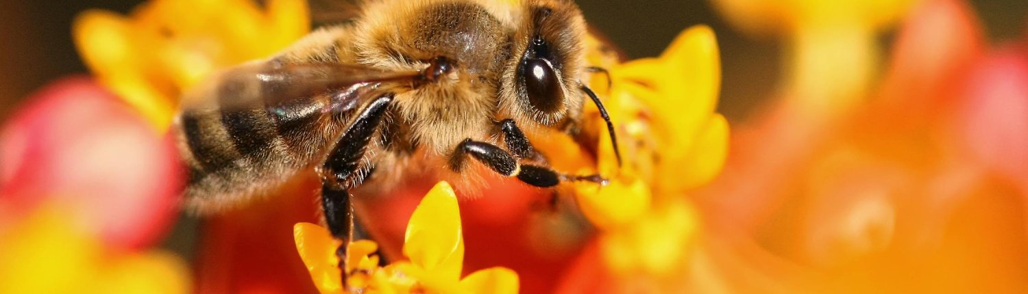 Alcuni microbi del suolo possono aiutare le piante a far crescere fiori più grandi attirando così un maggior numero di api. Foto: David Levinson Pexels Free to use