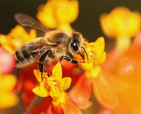Alcuni microbi del suolo possono aiutare le piante a far crescere fiori più grandi attirando così un maggior numero di api. Foto: David Levinson Pexels Free to use