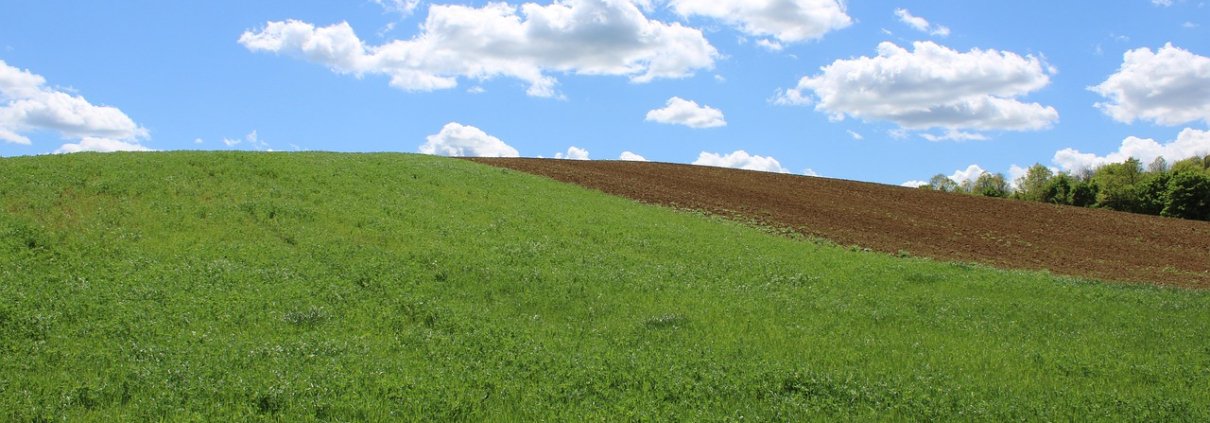 Oltre a supportare le attività agricole, i suoli forniscono infatti servizi (gratuiti) fondamentali: filtrano le acque, regolano il ciclo idrogeologico, accumulano carbonio contribuendo alla regolazione dei gas serra e ospitano una straordinaria biodiversità. FOTO: rizsszem from Pixabay