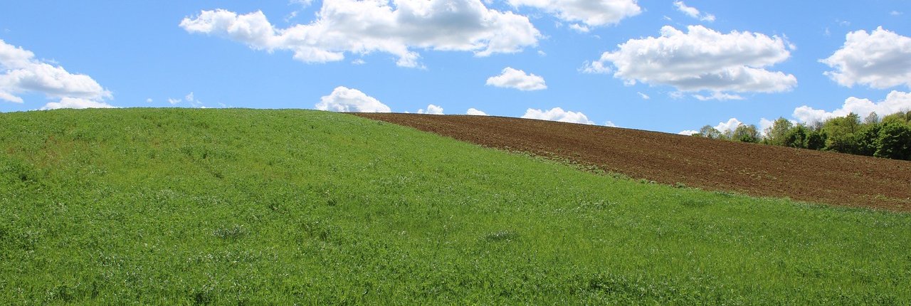 Oltre a supportare le attività agricole, i suoli forniscono infatti servizi (gratuiti) fondamentali: filtrano le acque, regolano il ciclo idrogeologico, accumulano carbonio contribuendo alla regolazione dei gas serra e ospitano una straordinaria biodiversità. FOTO: rizsszem from Pixabay