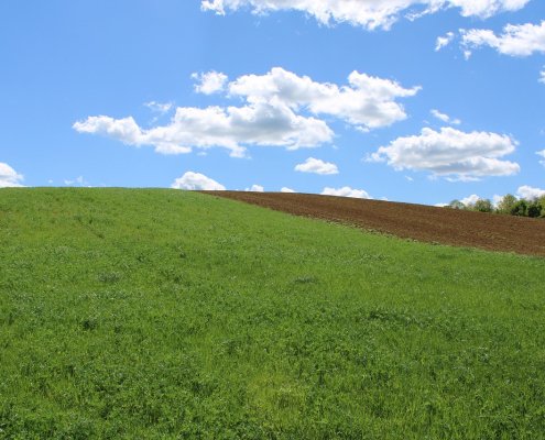 Oltre a supportare le attività agricole, i suoli forniscono infatti servizi (gratuiti) fondamentali: filtrano le acque, regolano il ciclo idrogeologico, accumulano carbonio contribuendo alla regolazione dei gas serra e ospitano una straordinaria biodiversità. FOTO: rizsszem from Pixabay