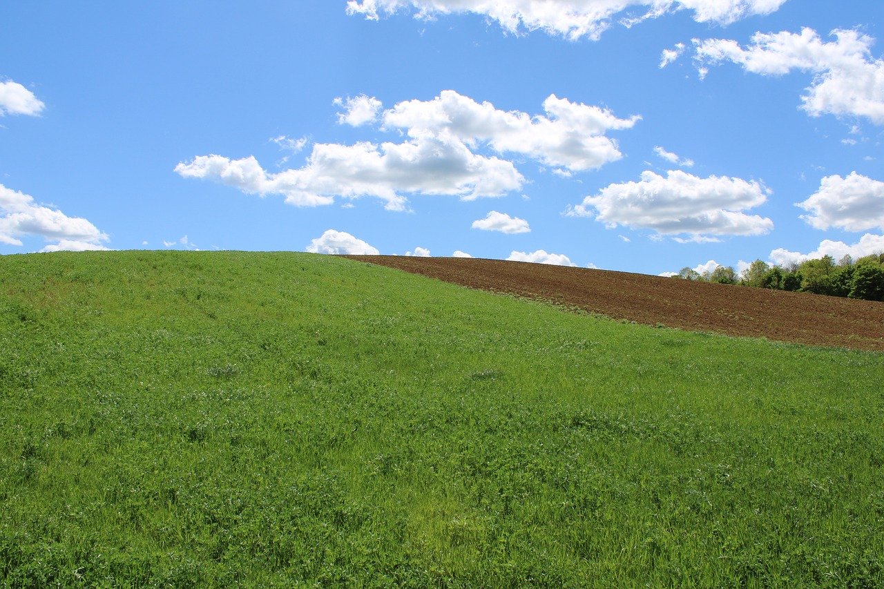 Oltre a supportare le attività agricole, i suoli forniscono infatti servizi (gratuiti) fondamentali: filtrano le acque, regolano il ciclo idrogeologico, accumulano carbonio contribuendo alla regolazione dei gas serra e ospitano una straordinaria biodiversità. FOTO: rizsszem from Pixabay