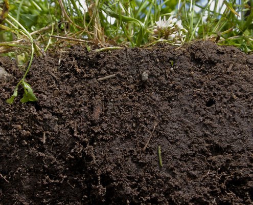 Soil hosts a huge number of microbes capable of producing effective antibiotics that have yet to be discovered. Photo: USDA Public Domain Mark 1.0 Universal PDM 1.0 Deed
