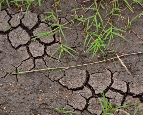 Specific knowledge of microbes is needed to predict the extent of soil change triggered by climate factor. Photo: CGIAR Attribution-NonCommercial-ShareAlike 2.0 Generic CC BY-NC-SA 2.0 Deed