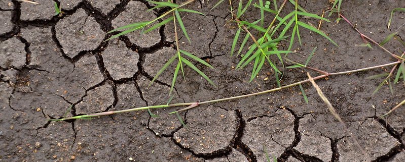 La conoscenza specifica dei microbi è necessaria per prevedere l'entità del cambiamento del suolo innescato dal fattore climatico. Foto: CGIAR Attribution-NonCommercial-ShareAlike 2.0 Generic CC BY-NC-SA 2.0 Deed
