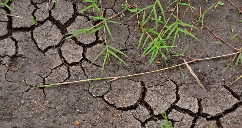 La conoscenza specifica dei microbi è necessaria per prevedere l'entità del cambiamento del suolo innescato dal fattore climatico. Foto: CGIAR Attribution-NonCommercial-ShareAlike 2.0 Generic CC BY-NC-SA 2.0 Deed