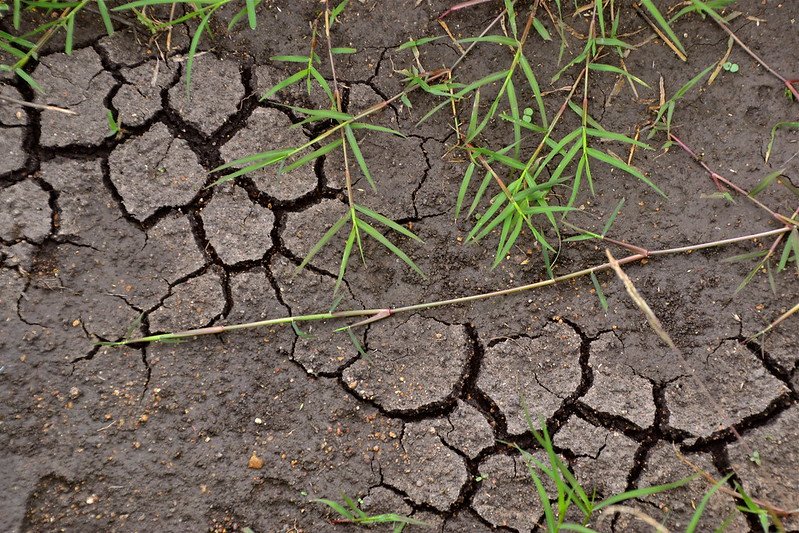 La conoscenza specifica dei microbi è necessaria per prevedere l'entità del cambiamento del suolo innescato dal fattore climatico. Foto: CGIAR Attribution-NonCommercial-ShareAlike 2.0 Generic CC BY-NC-SA 2.0 Deed