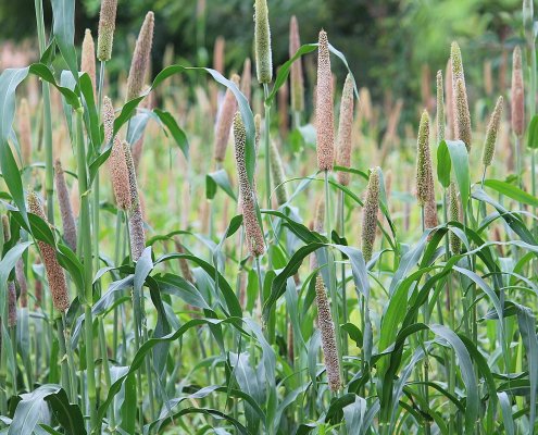 Zinc foliar sprays can mitigate the negative effects of water deficit stress in pearl millet plants. Photo: Shanmugamp7 Attribution-ShareAlike 3.0 Unported CC BY-SA 3.0 Deed