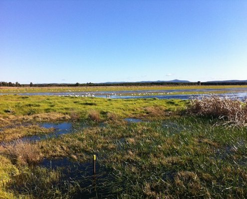 Secondo lo studio le zone umide di acqua dolce vantano il più elevato potenziale di sequestro di carbonio. Foto: Doug Beckers Attribution-ShareAlike 2.0 Generic CC BY-SA 2.0 Deed