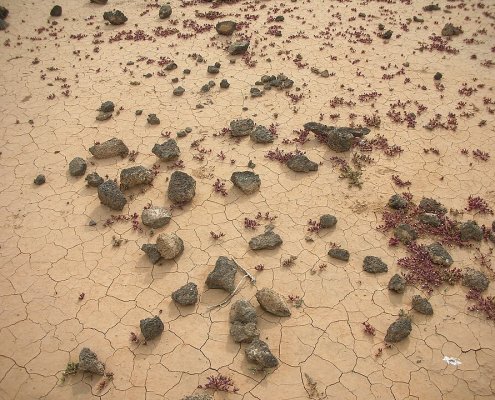 Diversamente dalla siccità, l'aridificazione del suolo è un processo permanente. FOTO: Federico Del Bene (delbene) - Opera propria, Pubblico dominio, https://commons.wikimedia.org/w/index.php?curid=2357703