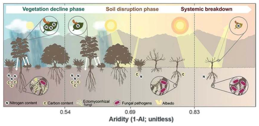 Conseguenze dell'incremento di aridità sugli ecosistemi e sui processi di degrado del suolo. FONTE: Unccd Aridity report, 2024.