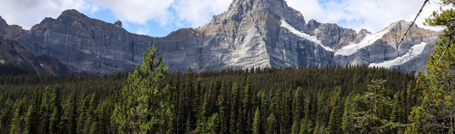 In the future, the large northern forests of Canada, Alaska, and Siberia may become denser with trees and more vulnerable to wildfires. Photo: Jasper Hunter Pexels free to use