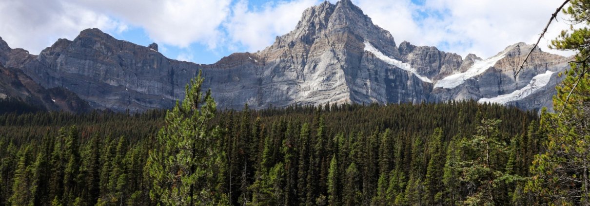 In futuro le grandi foreste settentrionali di Canada, Alaska e Siberia potrebbero diventare più dense di alberi e più vulnerabili agli incendi. Foto: Jasper Hunter Pexels free to use