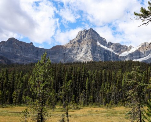 In futuro le grandi foreste settentrionali di Canada, Alaska e Siberia potrebbero diventare più dense di alberi e più vulnerabili agli incendi. Foto: Jasper Hunter Pexels free to use