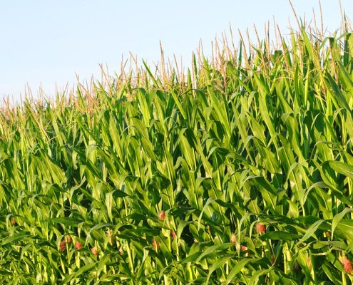 A corn field in Cedar Falls, Iowa. Extending and diversifying crop rotations may not promote carbon sequestration but still provide important soil benefits. Photo: P. L. Tandon Attribution-NonCommercial-ShareAlike 2.0 Generic CC BY-NC-SA 2.0 Deed