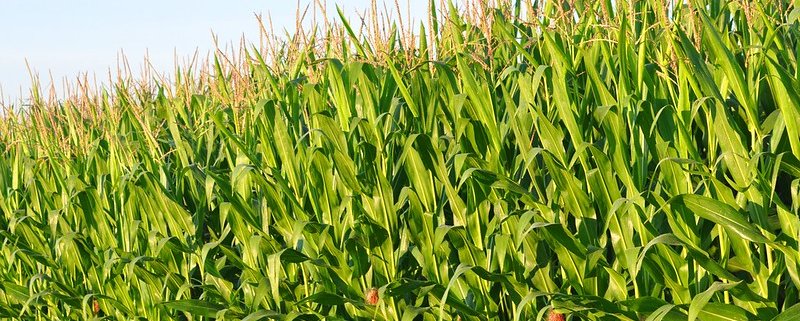 A corn field in Cedar Falls, Iowa. Extending and diversifying crop rotations may not promote carbon sequestration but still provide important soil benefits. Photo: P. L. Tandon Attribution-NonCommercial-ShareAlike 2.0 Generic CC BY-NC-SA 2.0 Deed
