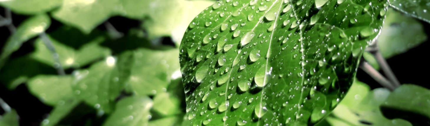 Il tempo di transito dell'acqua attraverso la vegetazione è un aspetto molto poco studiato del ciclo idrologico terrestre. Foto: PxHere CC0 Public Domain Free for personal and commercial use No attribution required