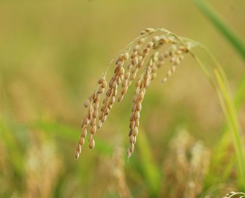 La qualità del riso in Cina e in Giappone è destinata a diminuire ancora in futuro a causa del cambiamento climatico. Foto: Park Misoo CC0 1.0 Universal CC0 1.0 Deed
