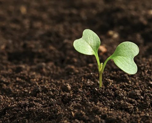 Soil plays a central role in achieving many Sustainable Development Goals (SDGs) of the 2030 Agenda. Photo: Rawpixel CC0 1.0 Universal (CC0 1.0) Public Domain Dedication