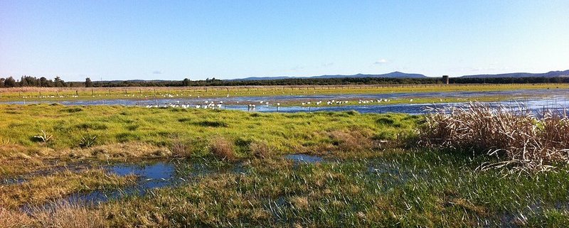 According to the study, freshwater wetlands boast the highest carbon sequestration potential. Photo: Doug Beckers Attribution-ShareAlike 2.0 Generic CC BY-SA 2.0 Deed