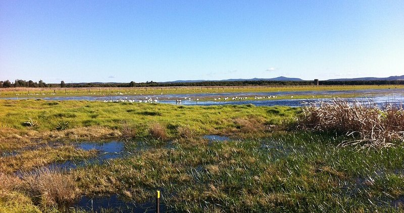 According to the study, freshwater wetlands boast the highest carbon sequestration potential. Photo: Doug Beckers Attribution-ShareAlike 2.0 Generic CC BY-SA 2.0 Deed