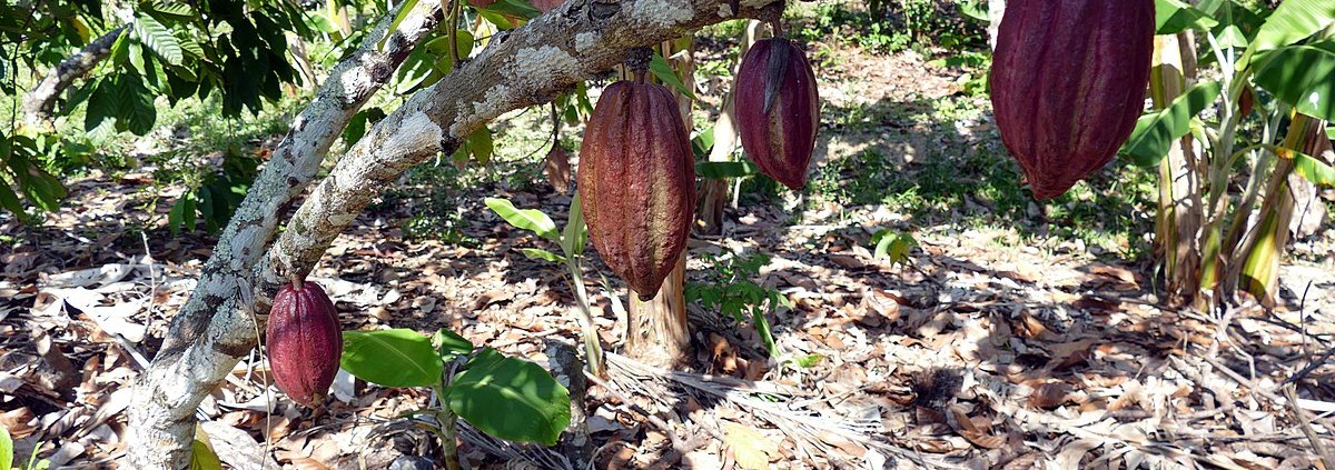 Le colture arboree come l'olivo, il caffè, gli alberi da frutto e il cacao si estendono attualmente su oltre 183 milioni di ettari in tutto il mondo e contribuiscono alla tutela della biodiversità globale. Foto: Maxence Attribution 2.0 Generic CC BY 2.0 Deed