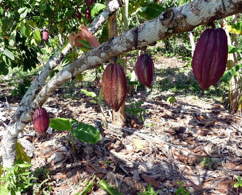 Le colture arboree come l'olivo, il caffè, gli alberi da frutto e il cacao si estendono attualmente su oltre 183 milioni di ettari in tutto il mondo e contribuiscono alla tutela della biodiversità globale. Foto: Maxence Attribution 2.0 Generic CC BY 2.0 Deed