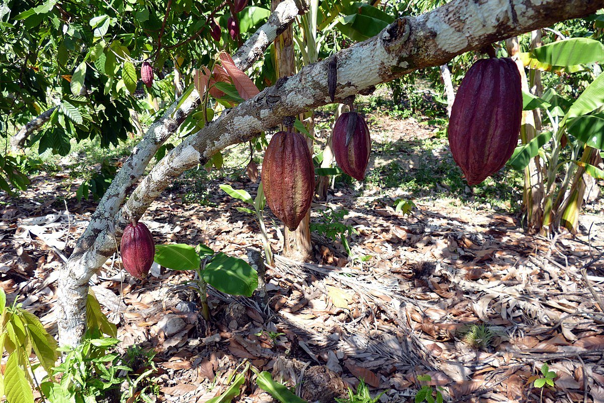 Le colture arboree come l'olivo, il caffè, gli alberi da frutto e il cacao si estendono attualmente su oltre 183 milioni di ettari in tutto il mondo e contribuiscono alla tutela della biodiversità globale. Foto: Maxence Attribution 2.0 Generic CC BY 2.0 Deed