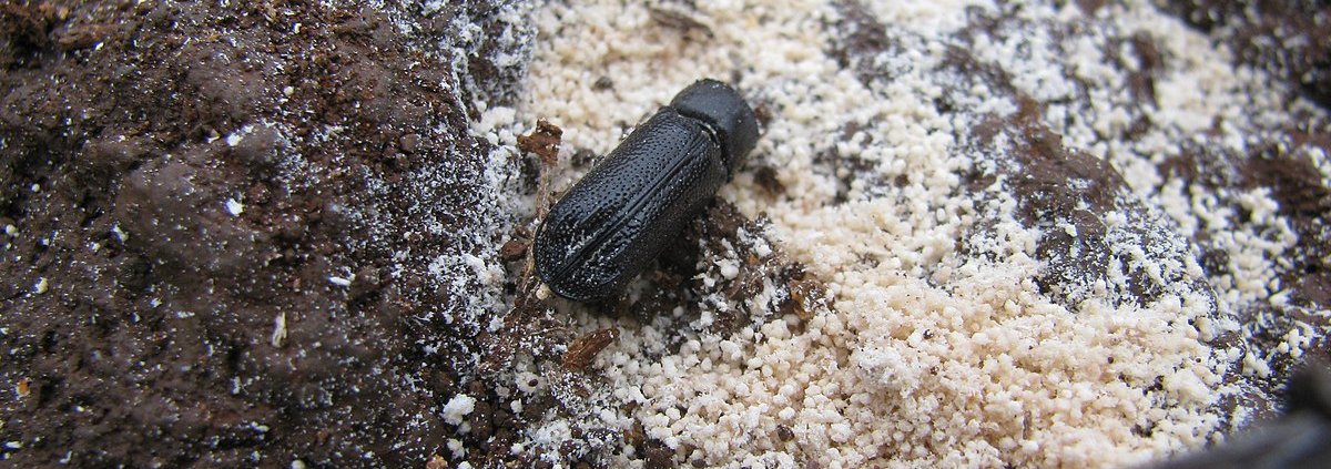 Unlike traditional manure, frass is low in pathogens and rich in key elements such as nitrogen, phosphorus and carbon. Photo: Forest & Kim Starr Attribution 3.0 United States CC BY 3.0 US Deed