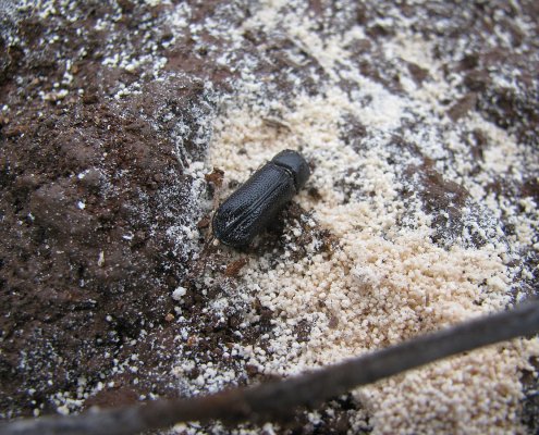 Unlike traditional manure, frass is low in pathogens and rich in key elements such as nitrogen, phosphorus and carbon. Photo: Forest & Kim Starr Attribution 3.0 United States CC BY 3.0 US Deed