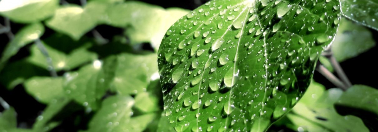 The transit time of water through vegetation is a very understudied aspect of the Earth's hydrologic cycle. Photo: PxHere CC0 Public Domain Free for personal and commercial use No attribution required