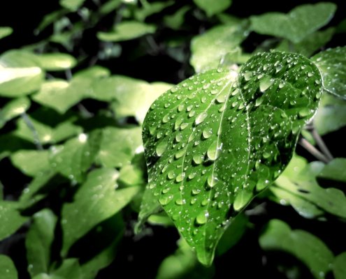 The transit time of water through vegetation is a very understudied aspect of the Earth's hydrologic cycle. Photo: PxHere CC0 Public Domain Free for personal and commercial use No attribution required