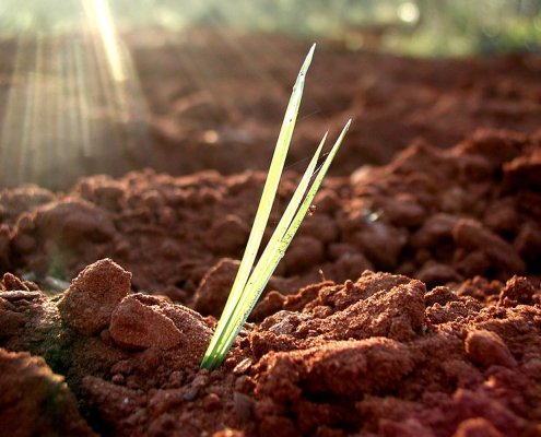 Gli studiosi hanno scoperto recettore della luce che aiuta le piante a conservare energia durante la crescita. In questo modo, anche se ricoperta casualmente di terra, la piantina può allungarsi ulteriormente fino a emergere di nuovo dal suolo. Foto: roc&rm Attribution-NonCommercial-NoDerivs 2.0 Generic CC BY-NC-ND 2.0 Deed
