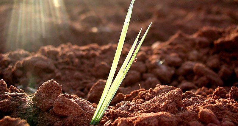 Gli studiosi hanno scoperto recettore della luce che aiuta le piante a conservare energia durante la crescita. In questo modo, anche se ricoperta casualmente di terra, la piantina può allungarsi ulteriormente fino a emergere di nuovo dal suolo. Foto: roc&rm Attribution-NonCommercial-NoDerivs 2.0 Generic CC BY-NC-ND 2.0 Deed
