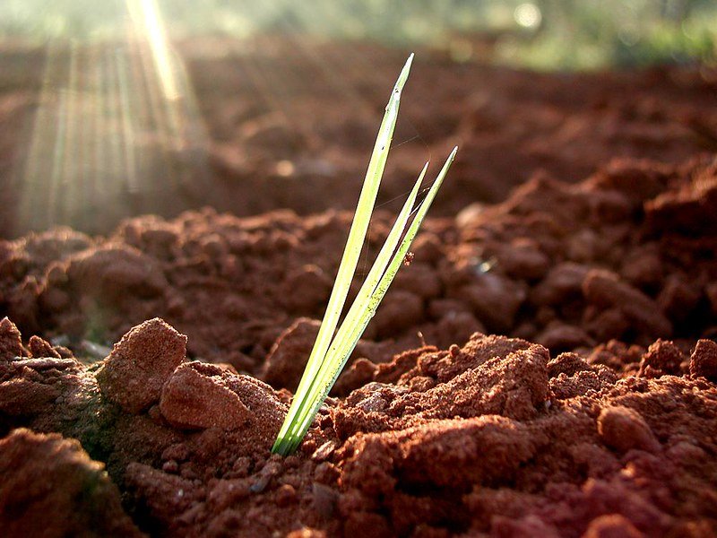 Gli studiosi hanno scoperto recettore della luce che aiuta le piante a conservare energia durante la crescita. In questo modo, anche se ricoperta casualmente di terra, la piantina può allungarsi ulteriormente fino a emergere di nuovo dal suolo. Foto: roc&rm Attribution-NonCommercial-NoDerivs 2.0 Generic CC BY-NC-ND 2.0 Deed