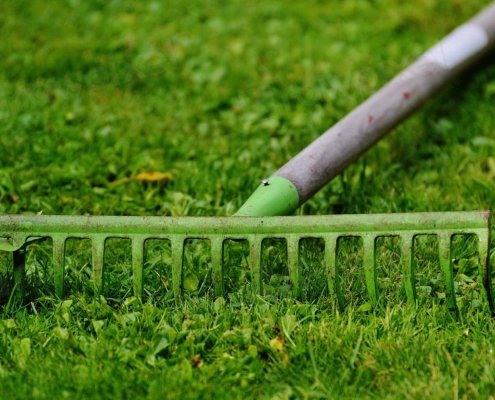 Negli USA, i manti erbosi, inclusi i prati domestici, coprono una superficie di oltre 160mila chilometri quadrati ospitando un’importante biodiversità. Foto: rawpixel free public domain CC0 image