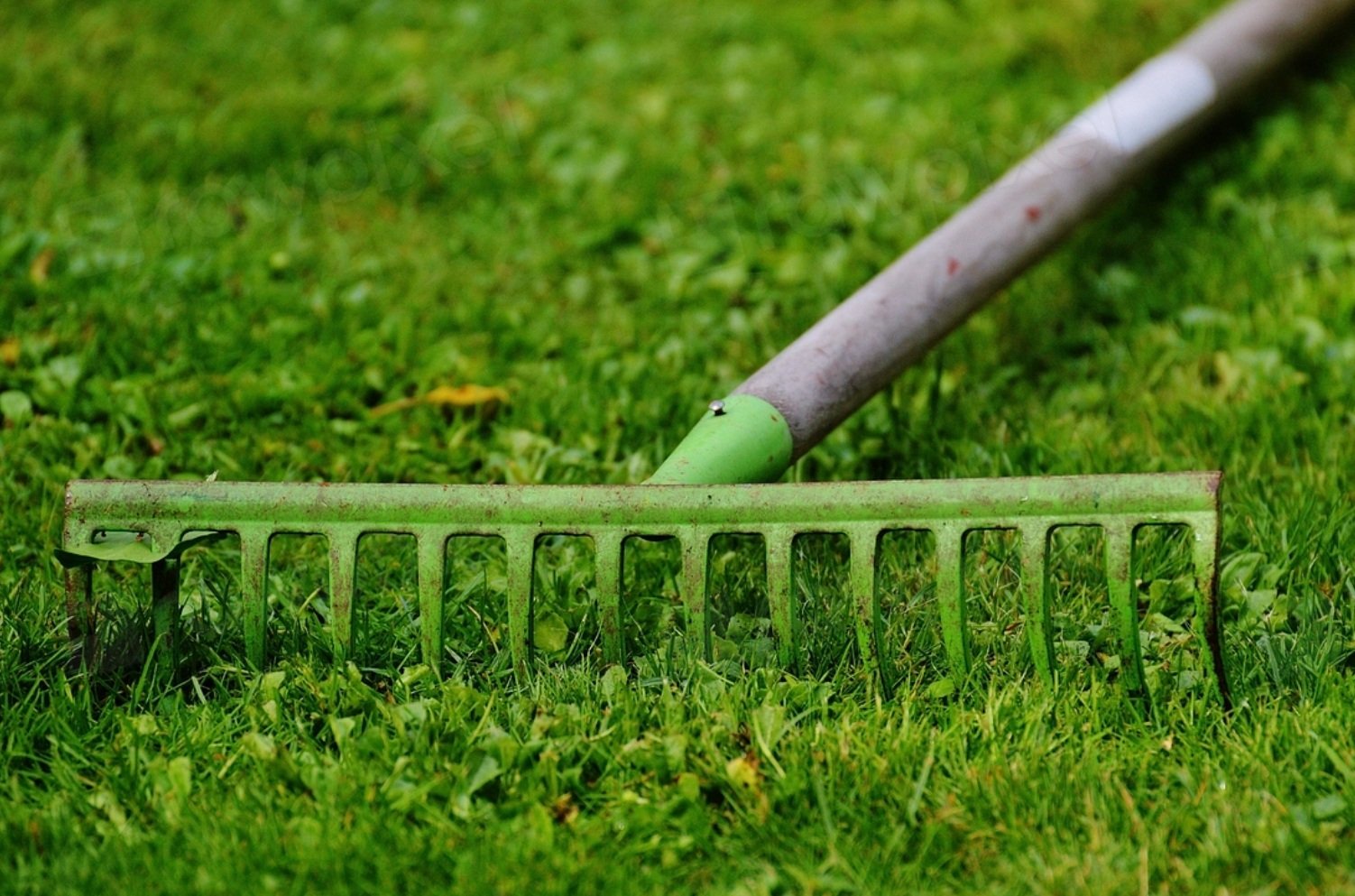 Negli USA, i manti erbosi, inclusi i prati domestici, coprono una superficie di oltre 160mila chilometri quadrati ospitando un’importante biodiversità. Foto: rawpixel free public domain CC0 image