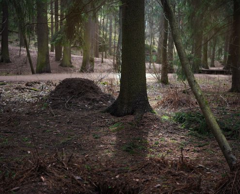 Between 2005 and 2021, 6008 trees died in Helsinki Central Park: 1892 of them in the last year alone- Photo: Pekka Nikrus Attribution-NonCommercial-ShareAlike 2.0 Generic CC BY-NC-SA 2.0 Deed