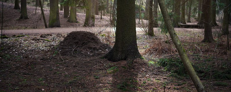 Tra il 2005 e il 2021 nel Parco Centrale di Helsinki sono morti 6008 alberi: 1892 di questi soltanto nell'ultimo anno- Foto: Pekka Nikrus Attribution-NonCommercial-ShareAlike 2.0 Generic CC BY-NC-SA 2.0 Deed