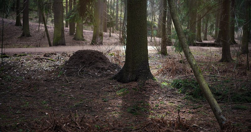 Tra il 2005 e il 2021 nel Parco Centrale di Helsinki sono morti 6008 alberi: 1892 di questi soltanto nell'ultimo anno- Foto: Pekka Nikrus Attribution-NonCommercial-ShareAlike 2.0 Generic CC BY-NC-SA 2.0 Deed