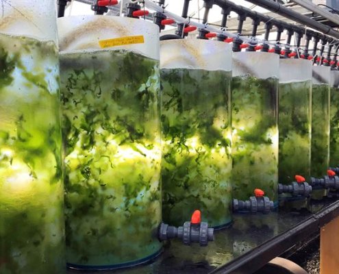 A seaweed culture at the Tjärnö Marine Laboratory in Bouslän. Photo: Chalmers University of Technology, Sophie Steinhagen press release