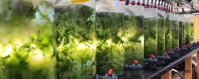 A seaweed culture at the Tjärnö Marine Laboratory in Bouslän. Photo: Chalmers University of Technology, Sophie Steinhagen press release