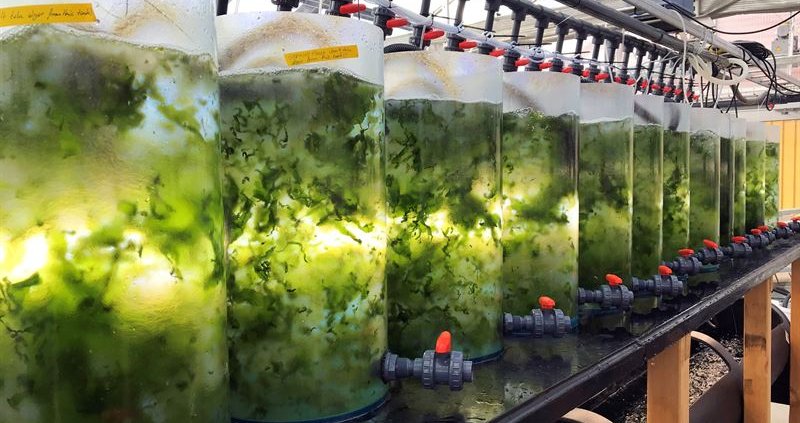 A seaweed culture at the Tjärnö Marine Laboratory in Bouslän. Photo: Chalmers University of Technology, Sophie Steinhagen press release