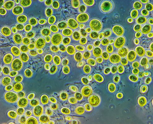 Microalgae can capture 10 to 50 times more CO2 than terrestrial plants. Photo: Andrei Savitsky Attribution 4.0 International CC BY 4.0 Deed