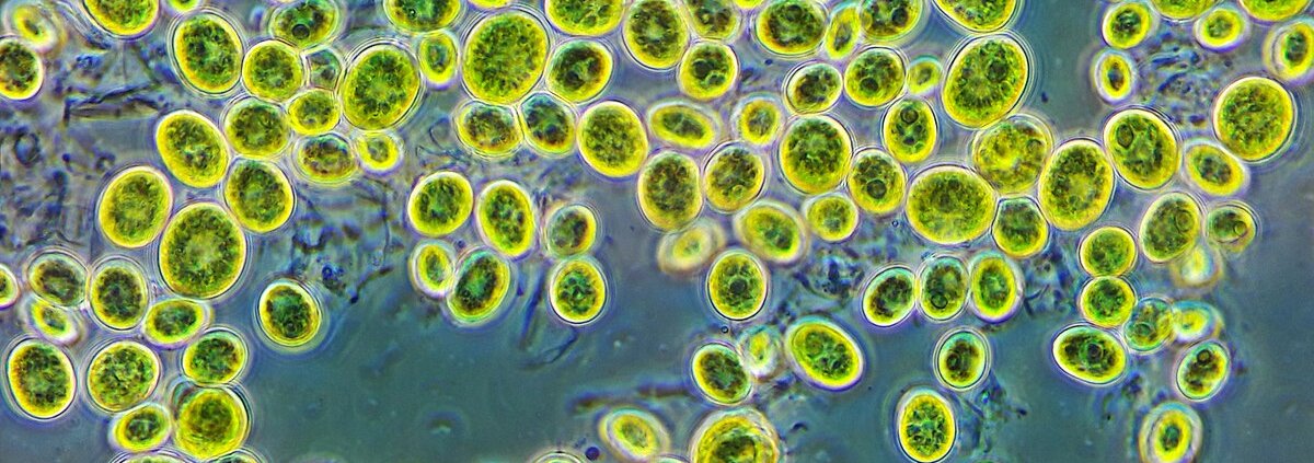 Le microalghe possono catturare quantità di CO2 da 10 a 50 volte superiori rispetto alle piante terrestri. Foto: Andrei Savitsky Attribution 4.0 International CC BY 4.0 Deed