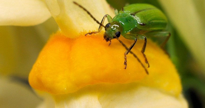 Each year, northern (photo) and western rootworm cause huge losses to corn farmers in the United States. Photo: Eric Begin Attribution-NonCommercial-NoDerivs 2.0 Generic CC BY-NC-ND 2.0 Deed