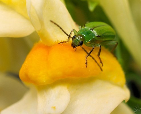 Ogni anno il carassio settentrionale (foto) e quello occidentale causano enormi perdite ai coltivatori di mais negli Stati Uniti. Foto: Eric Begin Attribution-NonCommercial-NoDerivs 2.0 Generic CC BY-NC-ND 2.0 Deed